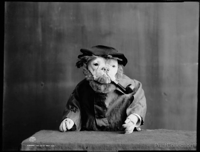Фотографии животных начала 20 века (21 фото)