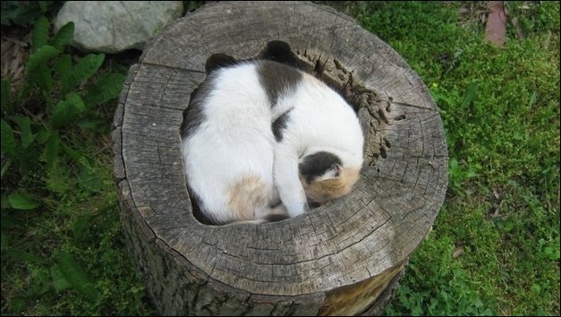 Коты отдыхают (25 фото)