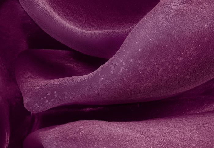 Еда под микроскопом (28 фото)