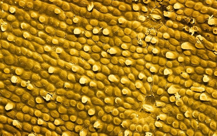 Еда под микроскопом (28 фото)