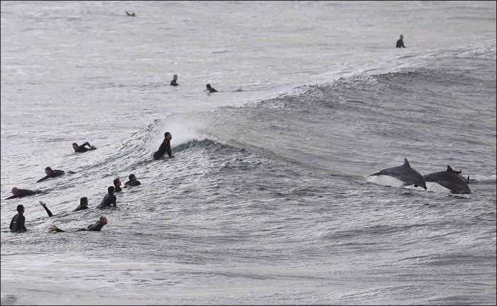 Серфинг с дельфинами (5 фото)