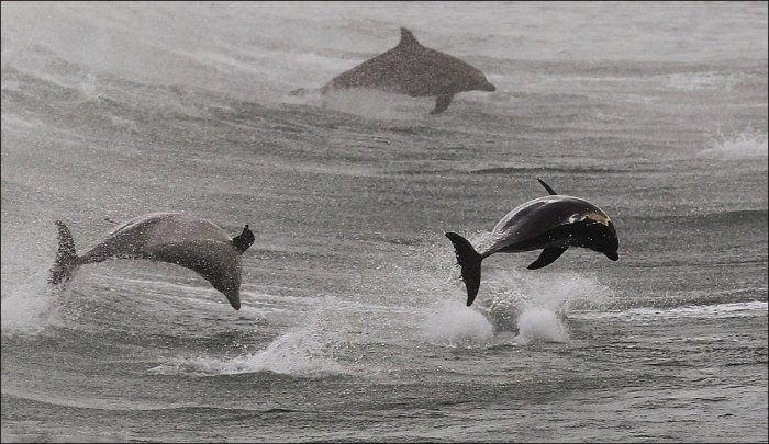 Серфинг с дельфинами (5 фото)