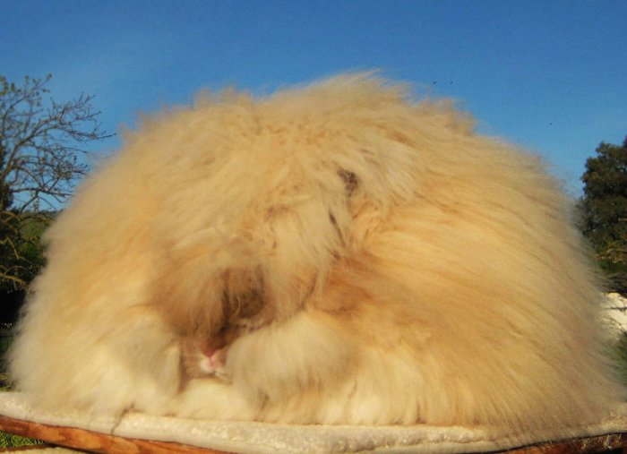 Самые пушистые кролики в мире (8 фото)
