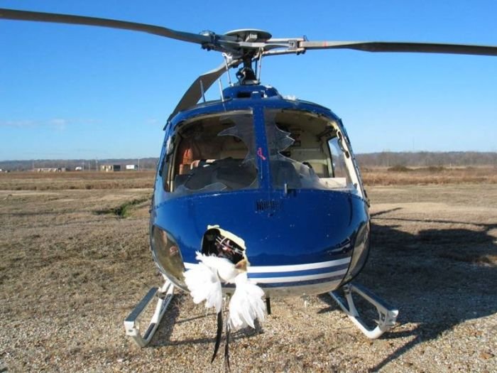 Вертолет врезался в стаю птиц (23 фото)