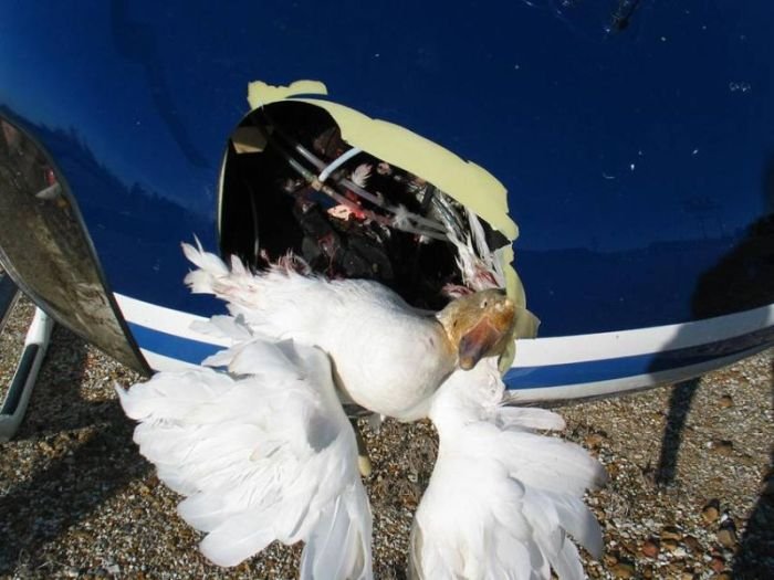 Вертолет врезался в стаю птиц (23 фото)