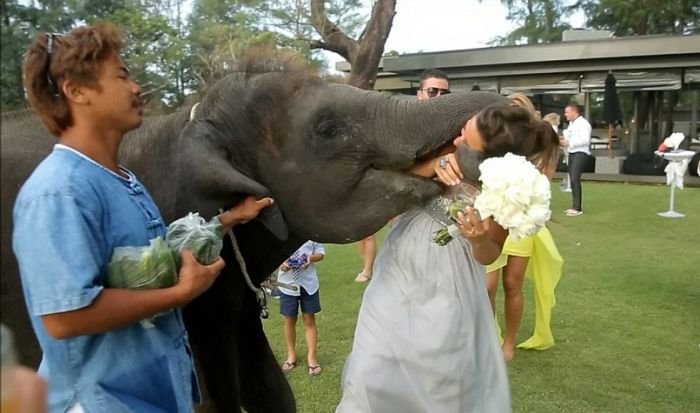 Слон захотел поцеловаться (7 фото)