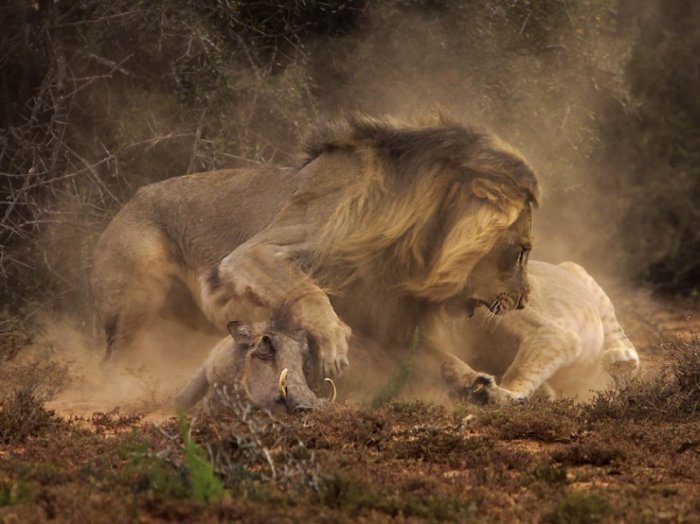 Бородавочник против льва (8 фото)