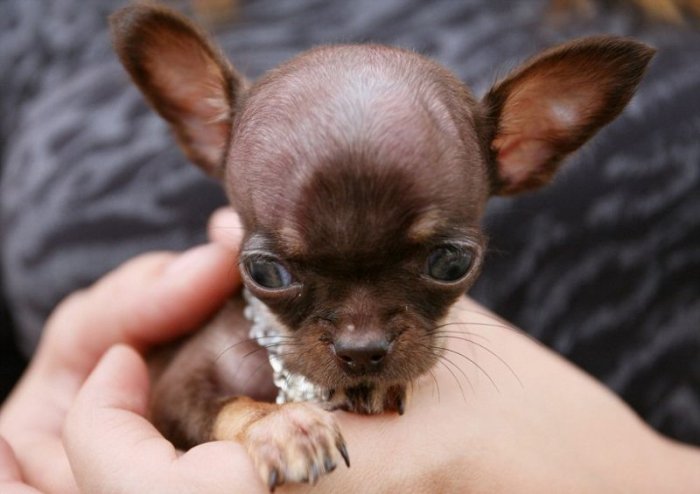 Самая маленькая собака в мире (7 фото)