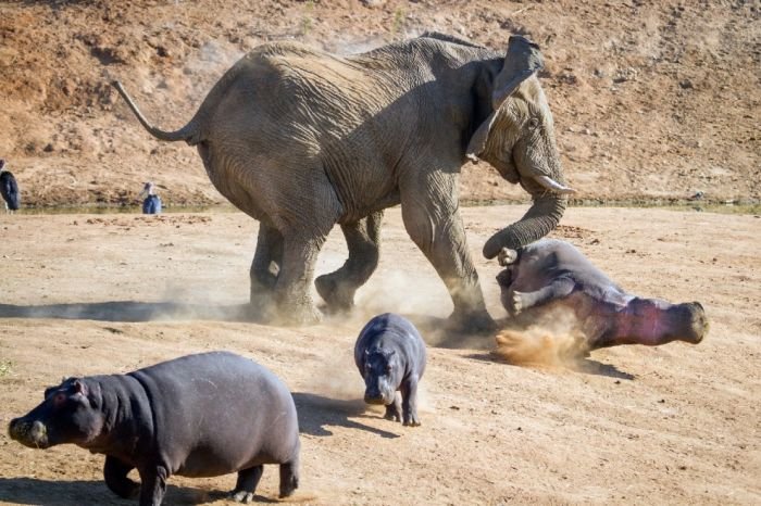 Слон против бегемота (10 фото)