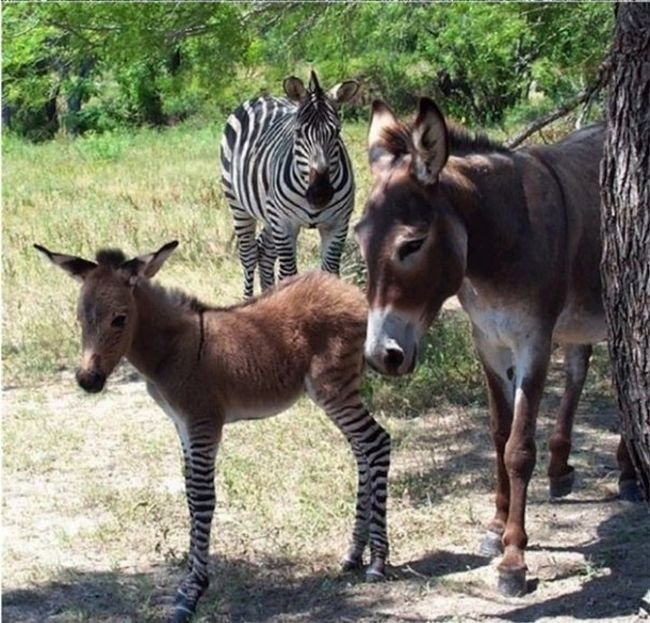 Детеныш осла и зебры (8 фото)