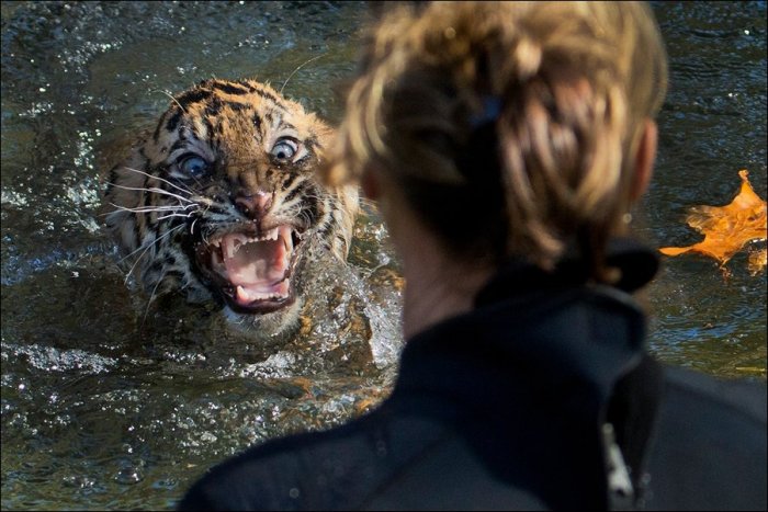 Тигрята купаются (4 фото)
