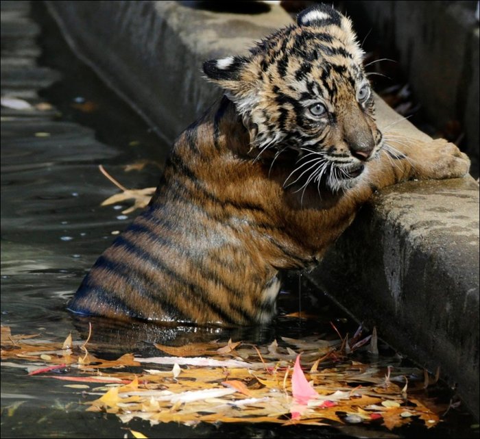 Тигрята купаются (4 фото)