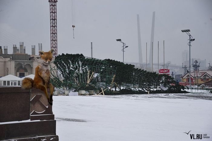 Во Владивостоке упала новогодняя ель (18 фото)