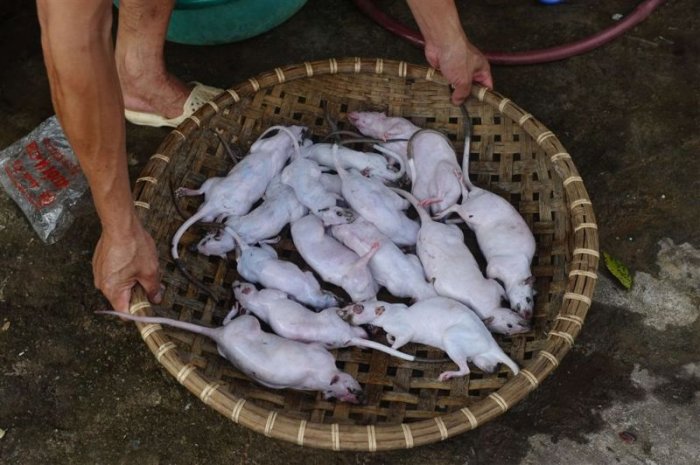 Неприятный вьетнамский деликатес (25 фото)
