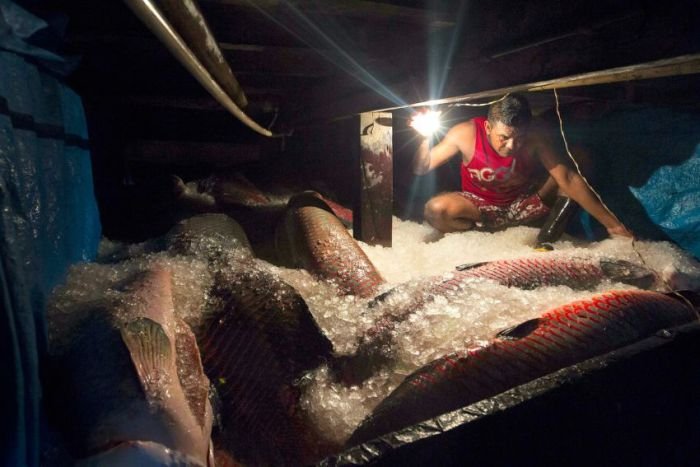 Ловля самой большой пресноводной рыбы в мире (18 фото)