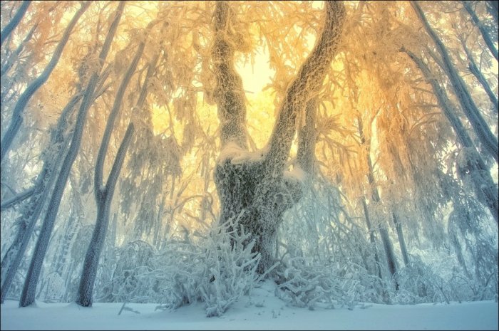Сказочный лес (21 фото)
