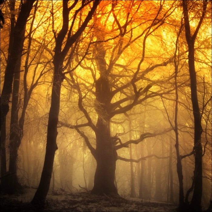 Сказочный лес (21 фото)