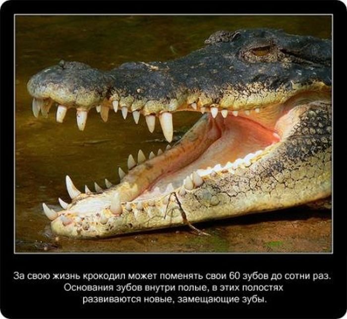Про крокодилов (22 фото)