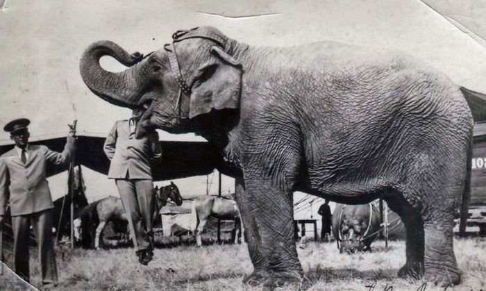 Самый тяжелый слон. Карагандинский слон батыр. Слон батыр в Казахстане. Говорящий слон батыр. Слон батыр в Карагандинском зоопарке.