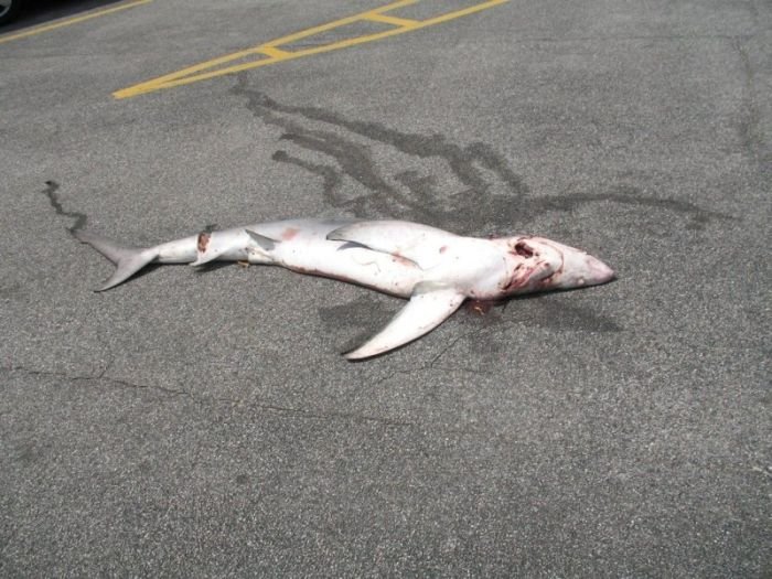 Рыбка на автомобильной парковке (6 фото)