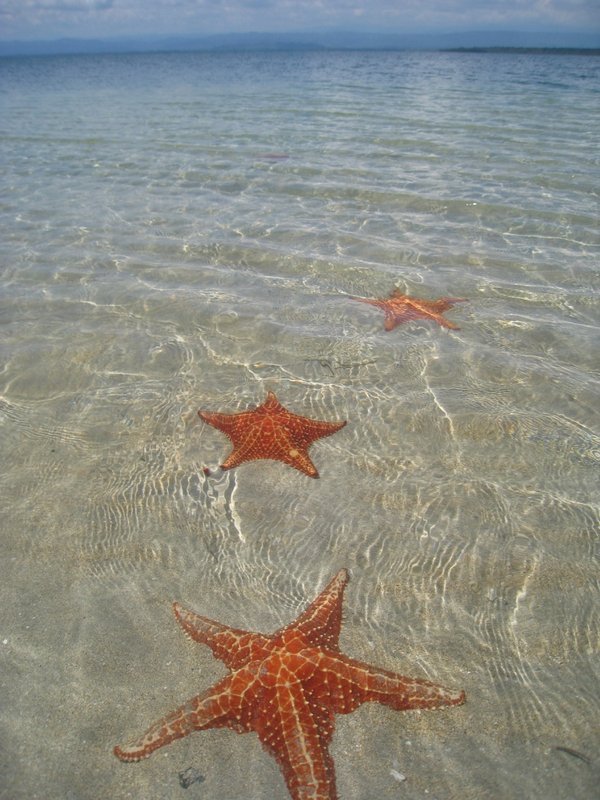 Звездный пляж в Панаме (13 фото)