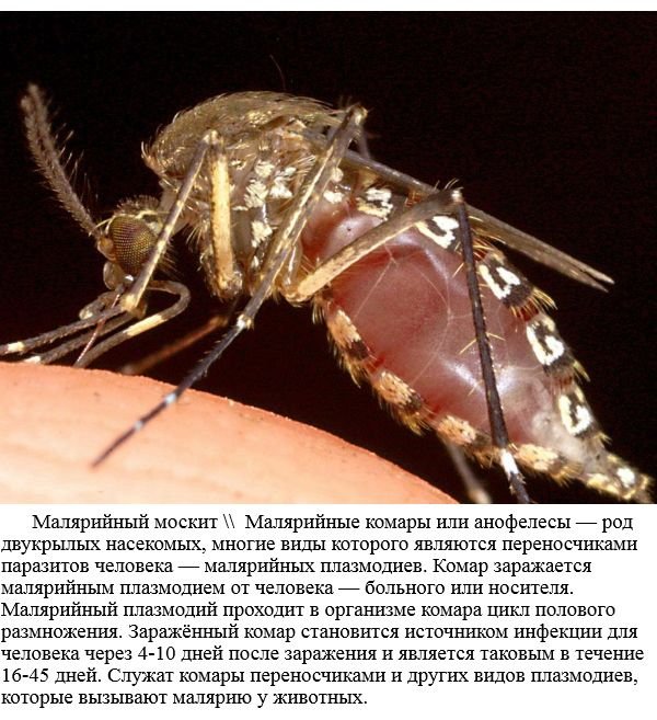 Самые опасные насекомые в мире (20 фото)