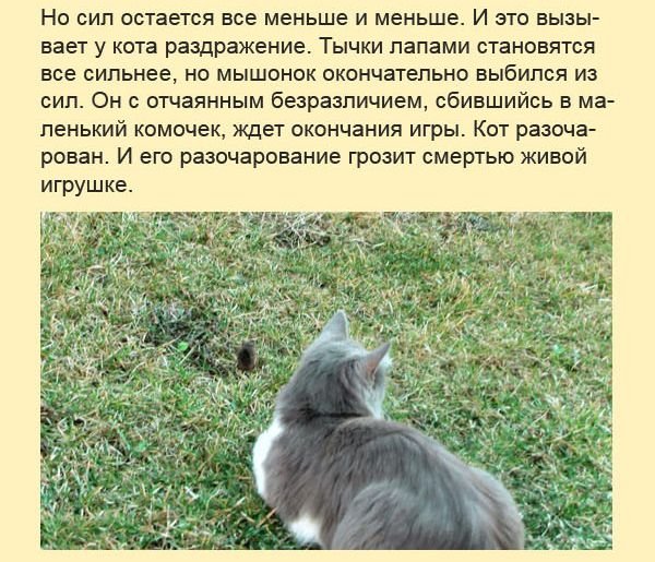 Добрый пост про кота и мышонка (10 фото)