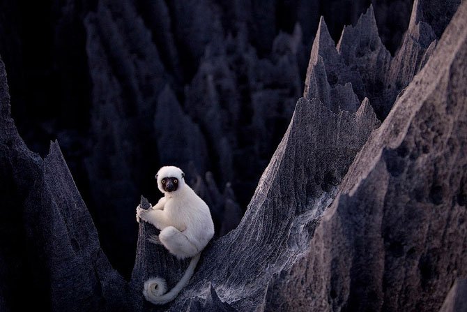 Каменный лес на Мадагаскаре (15 фото)