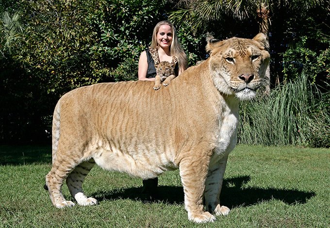 Лигр - самая большая кошка (10 фото)