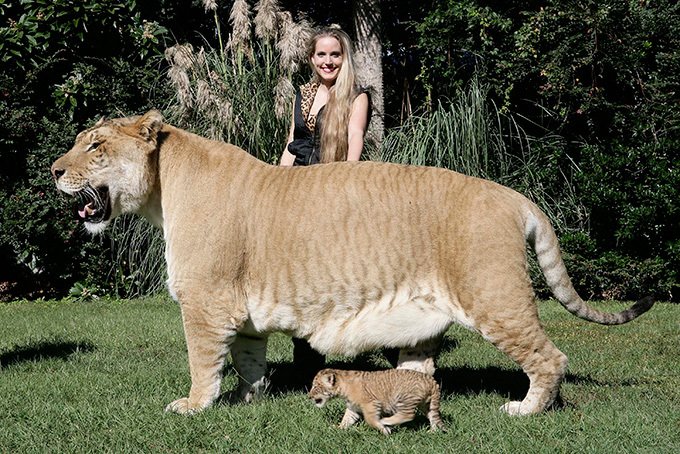 Лигр - самая большая кошка (10 фото)