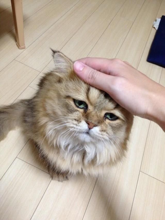 Самый печальный кот в мире (10 фото)