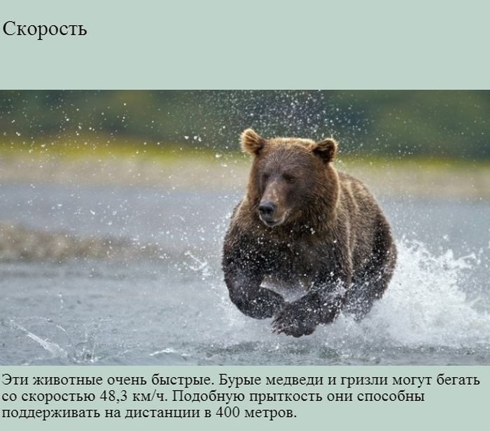 Факты о медведях (9 фото)