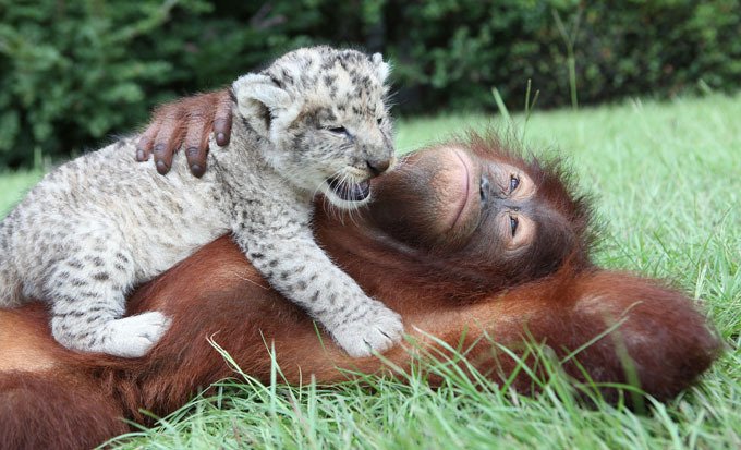 Дружба орангутана и диких котят (11 фото)