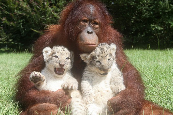 Дружба орангутана и диких котят (11 фото)