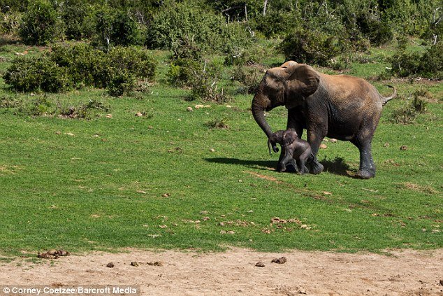 Спасение маленького слоненка (11 фото)