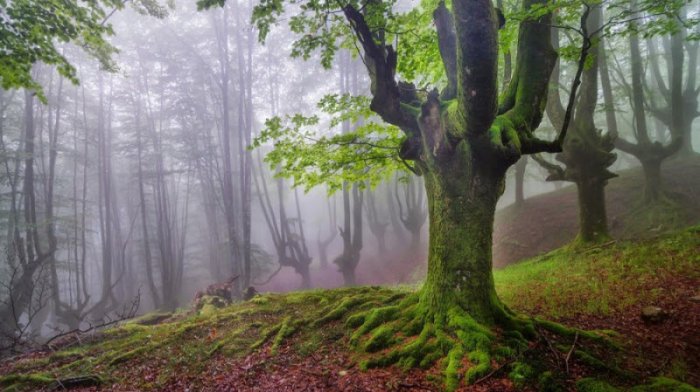 Мистический лес Горбеа (9 фото)