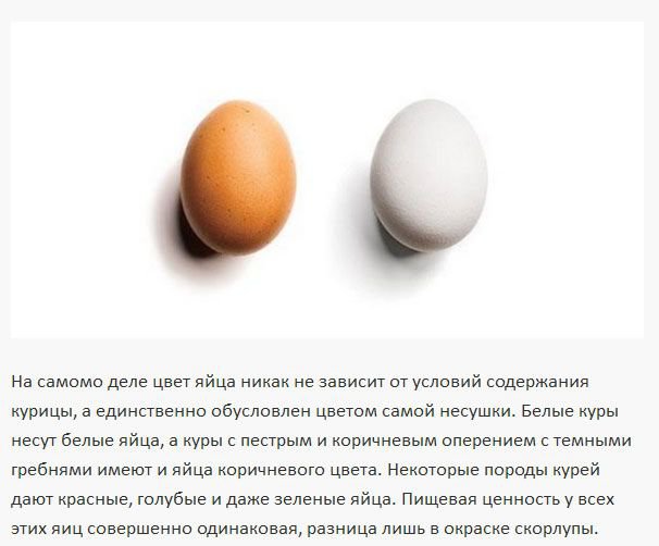 Чем отличается коричневое яйцо от белого (4 фото)