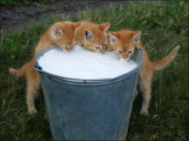 Коты крадут еду (17 фото)