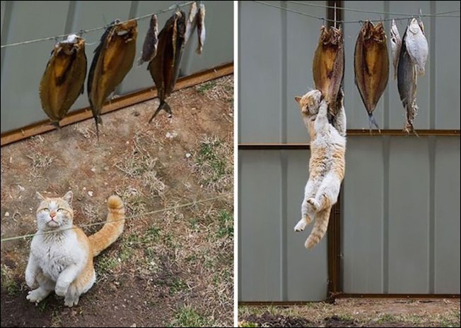 Коты крадут еду (17 фото)