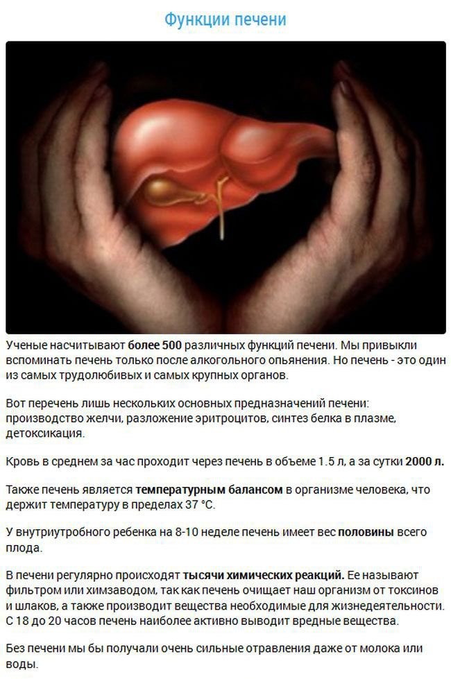 Факты об органах человека (15 фото)