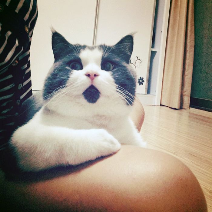 Самый удивленный кот в мире (9 фото)