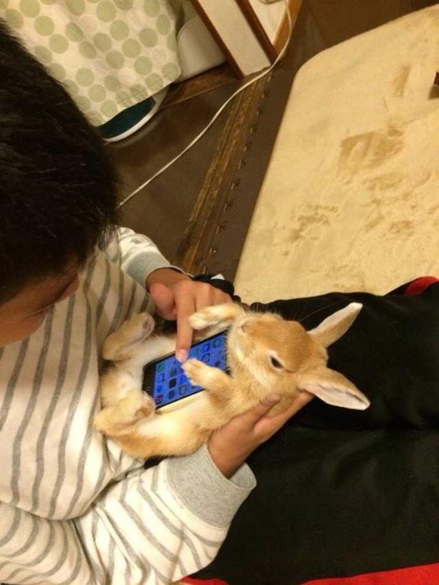 Кролики со смартфонами (9 фото)