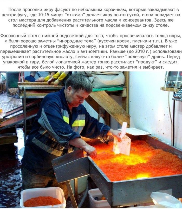 Как производят красную икры (12 фото)