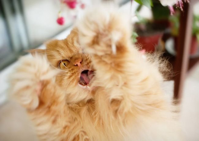 Самый сердитый кот в мире (20 фото)