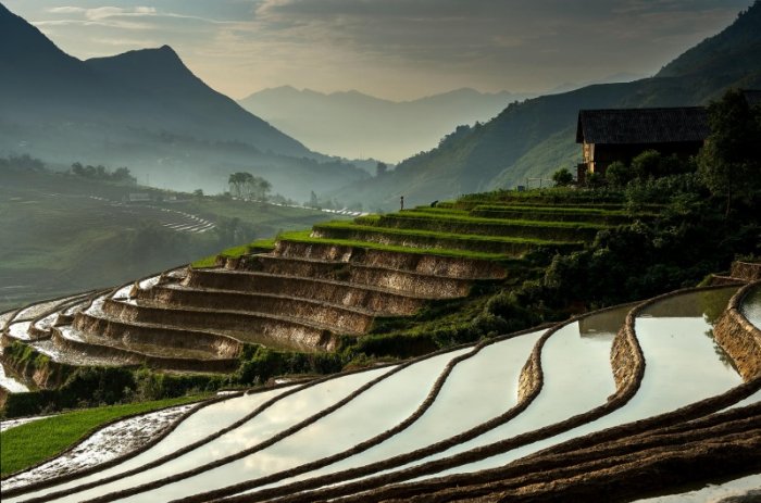 Рисовые поля во Вьетнаме (19 фото)
