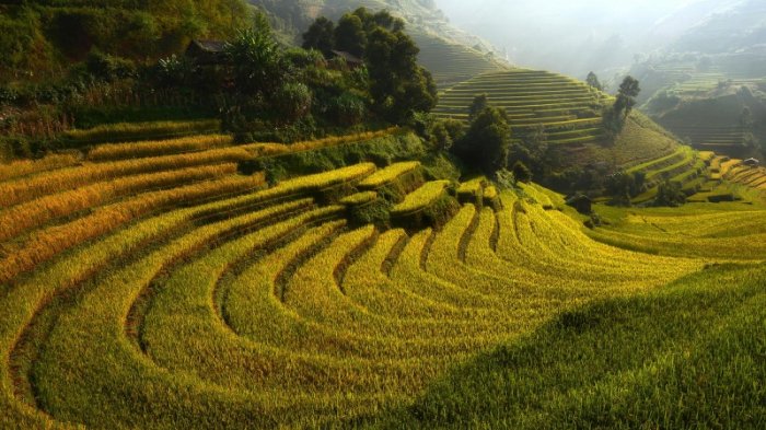 Рисовые поля во Вьетнаме (19 фото)