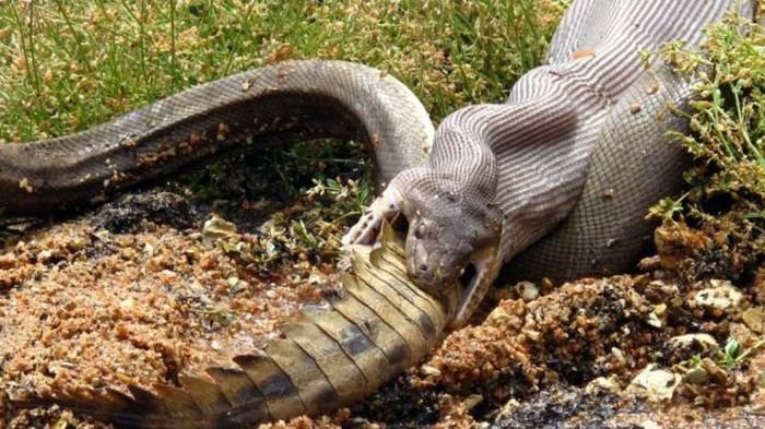 Змея против крокодила (19 фото)