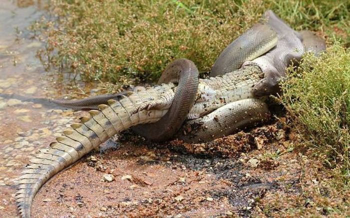 Змея против крокодила (19 фото)