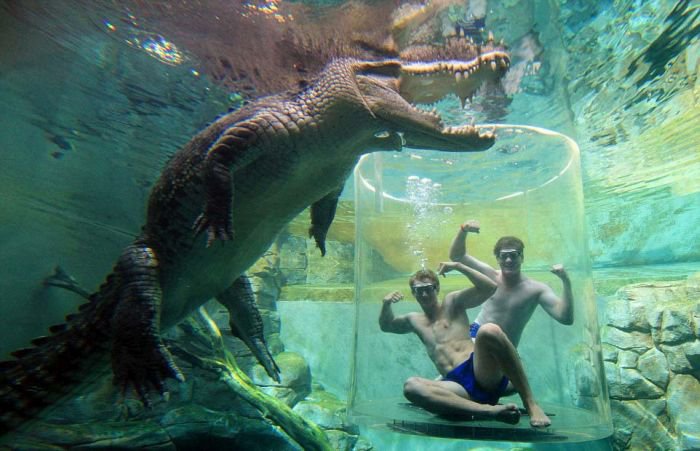 Купание с крокодилами (12 фото)