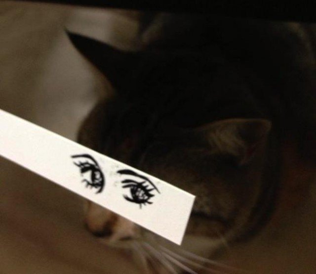 Коты с нарисованными глазами (15 фото)